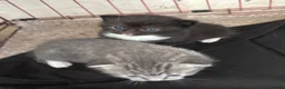 Mixed Breed cats for sale: 2 kittens for sale  - Advert 4