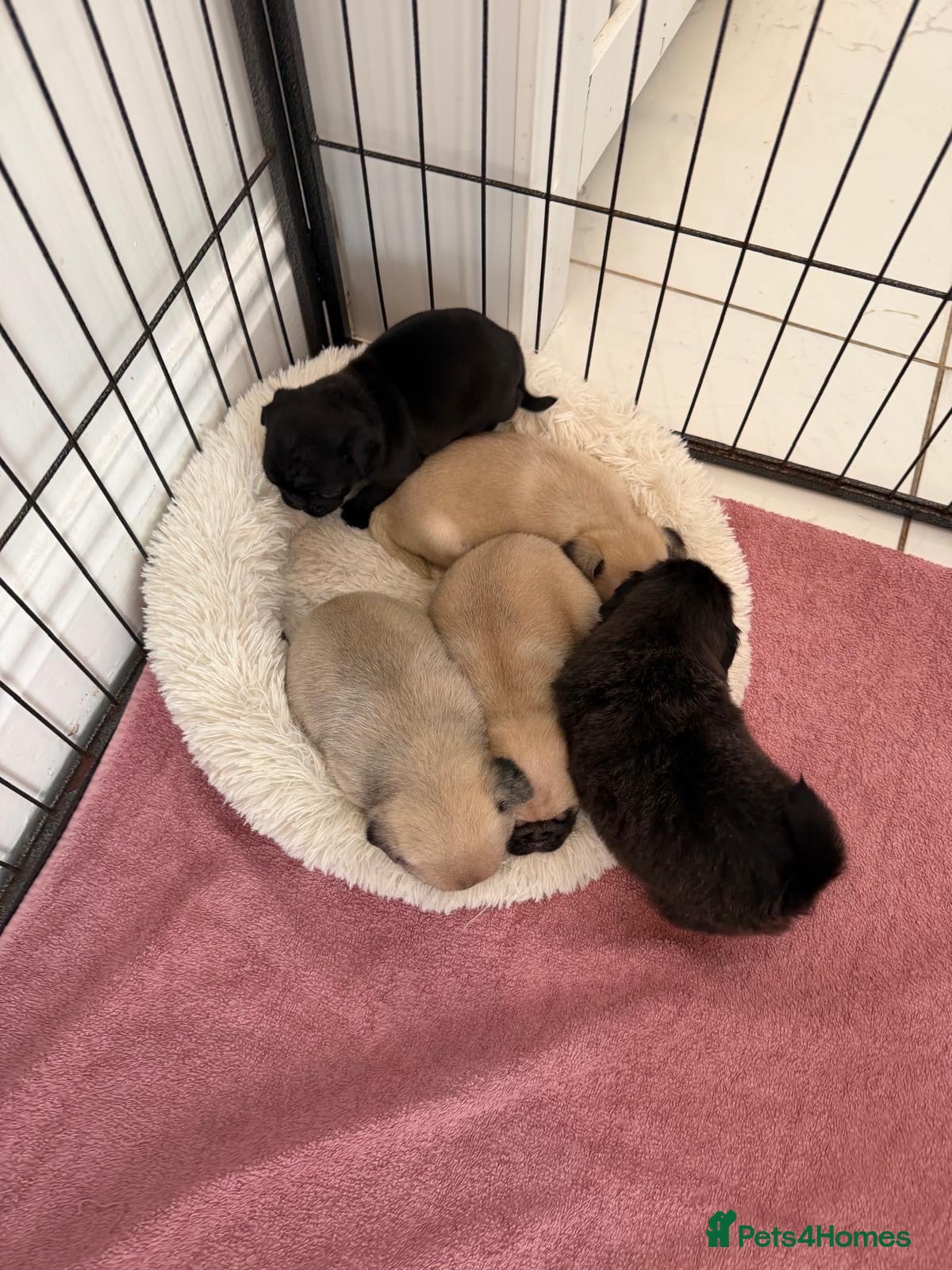 Pug dogs Stunning litter of boy pugs - Advert 1