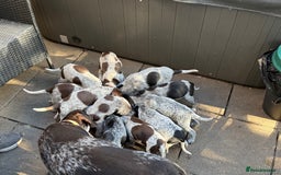 Mixed Breed dogs for sale: German shorthair pointer/wirehairpointer - Image 34
