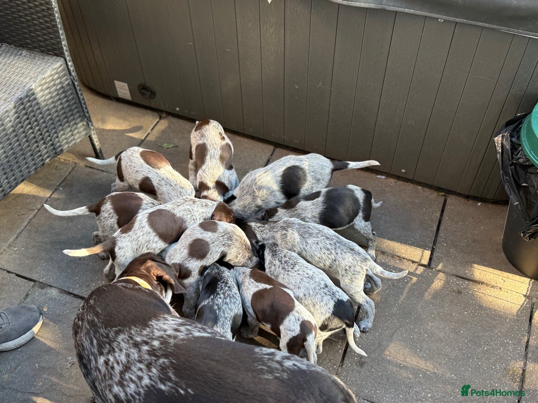Mixed Breed dogs for sale: German shorthair pointer/wirehairpointer - Image 34