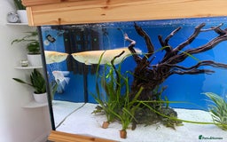 Cichlids fish for sale: Albino Arowana - Image 13