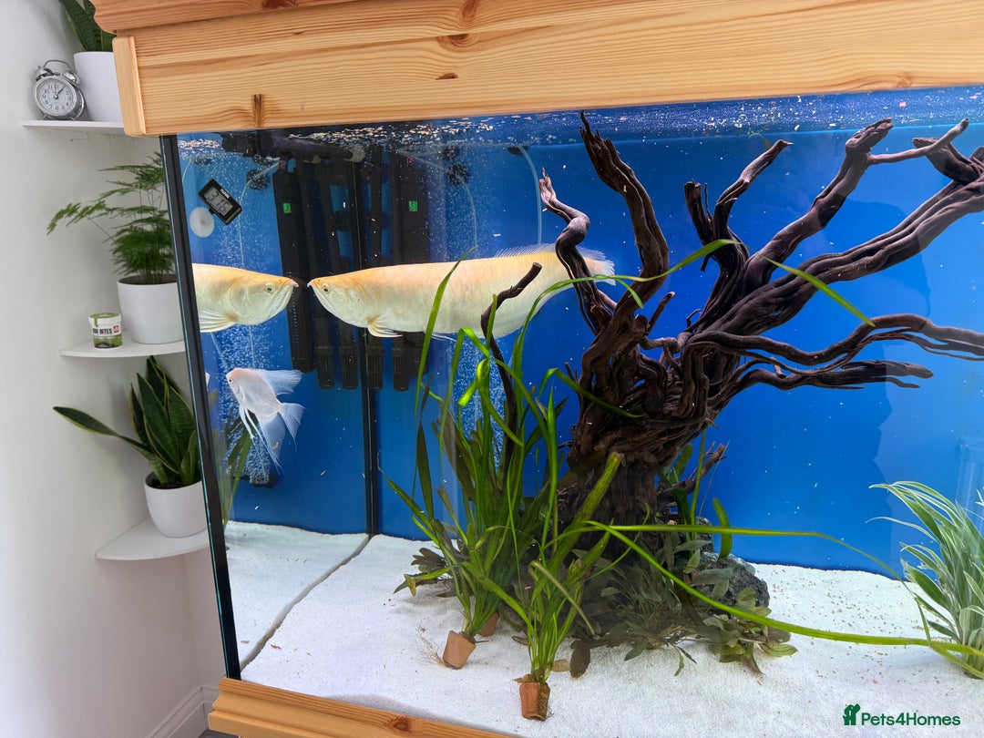 Cichlids fish for sale: Albino Arowana - Image 13