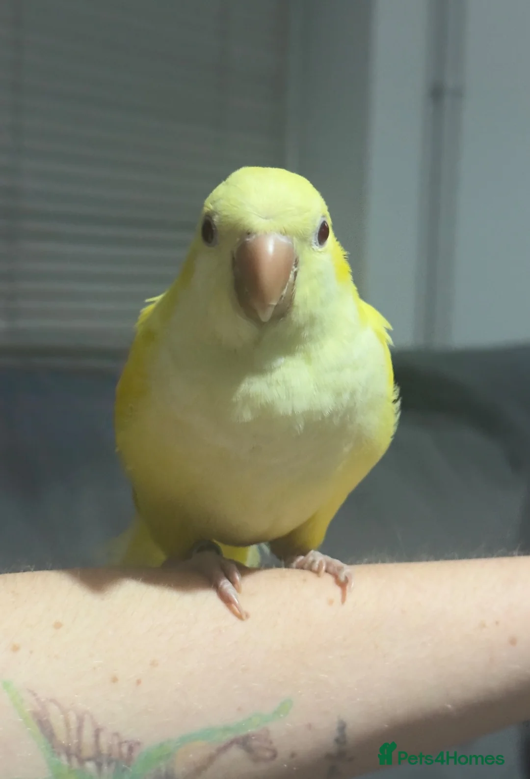 Mixed Breed birds for sale: Hand-Reared & Hand-Tamed Baby Quaker and Conures in Chichester - Advert 7