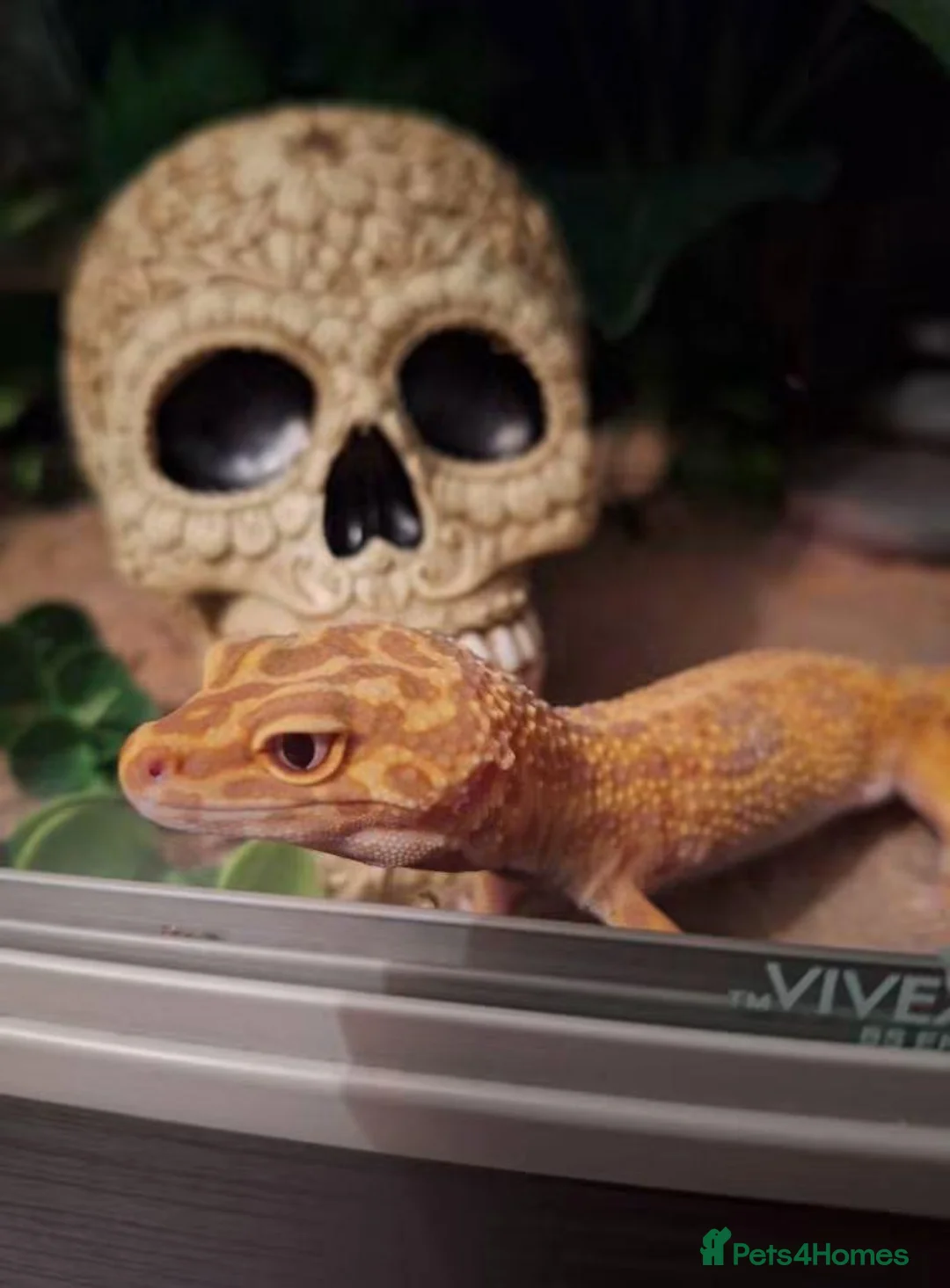 Leopard Gecko reptiles for sale: Tangerine Leopard Gecko Looking For A New Home - Advert 1