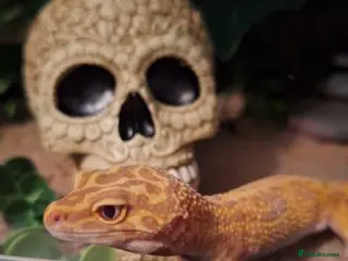 Leopard Gecko reptiles Tangerine Leopard Gecko Looking For A New Home - Advert 1