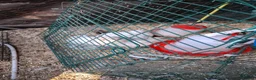 Chickens poultry for sale: Pure Aurcana and Pure Silkie Chickens  in Alloa - Advert 3