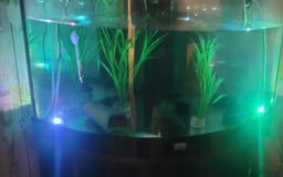 Axolotl reptiles for sale: 2 Axolotl  - Image 5