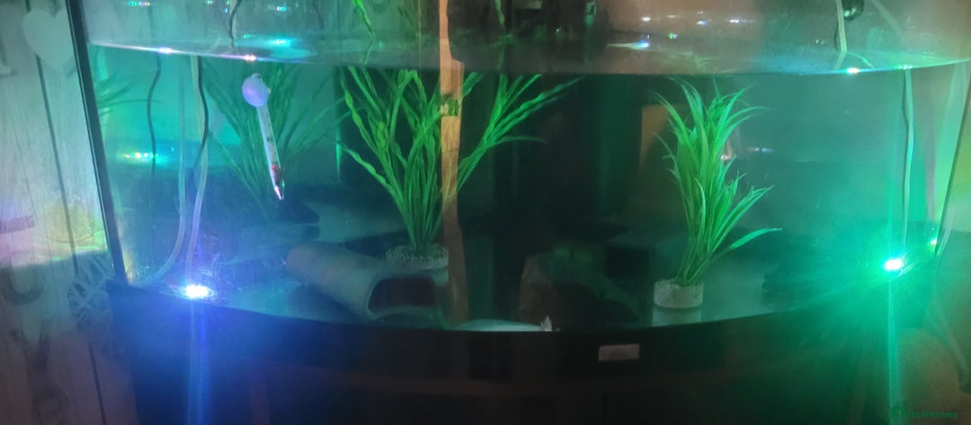 Axolotl reptiles for sale: 2 Axolotl  - Image 5