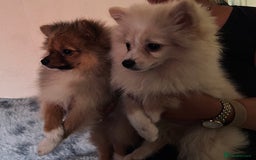 Pomeranian dogs for sale: Pomeranian girls and boys available  - Image 9