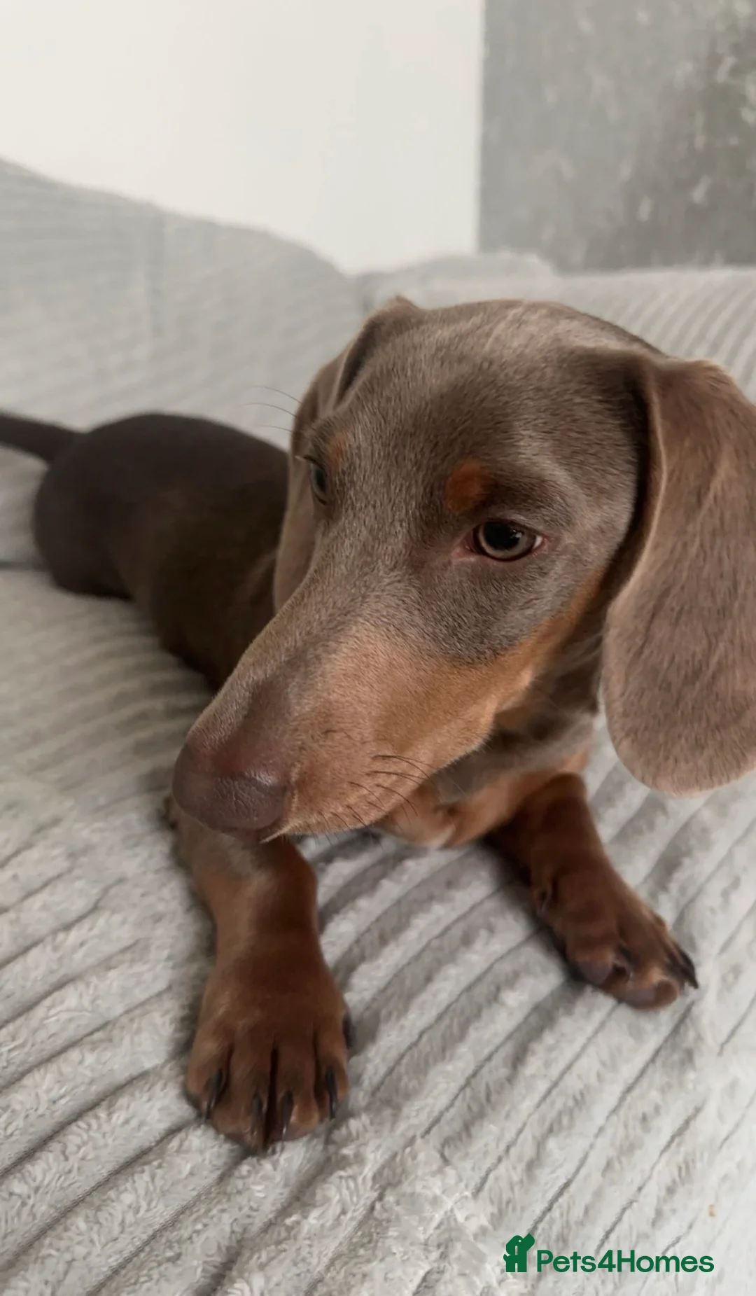 Miniature Dachshund dogs for stud: Miniature Dashshund - Advert 2