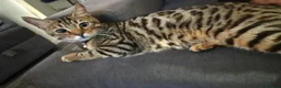 Mixed Breed cats for sale: Girl Bengal & Tabby !!!Pls Read description!!!  - Advert 3
