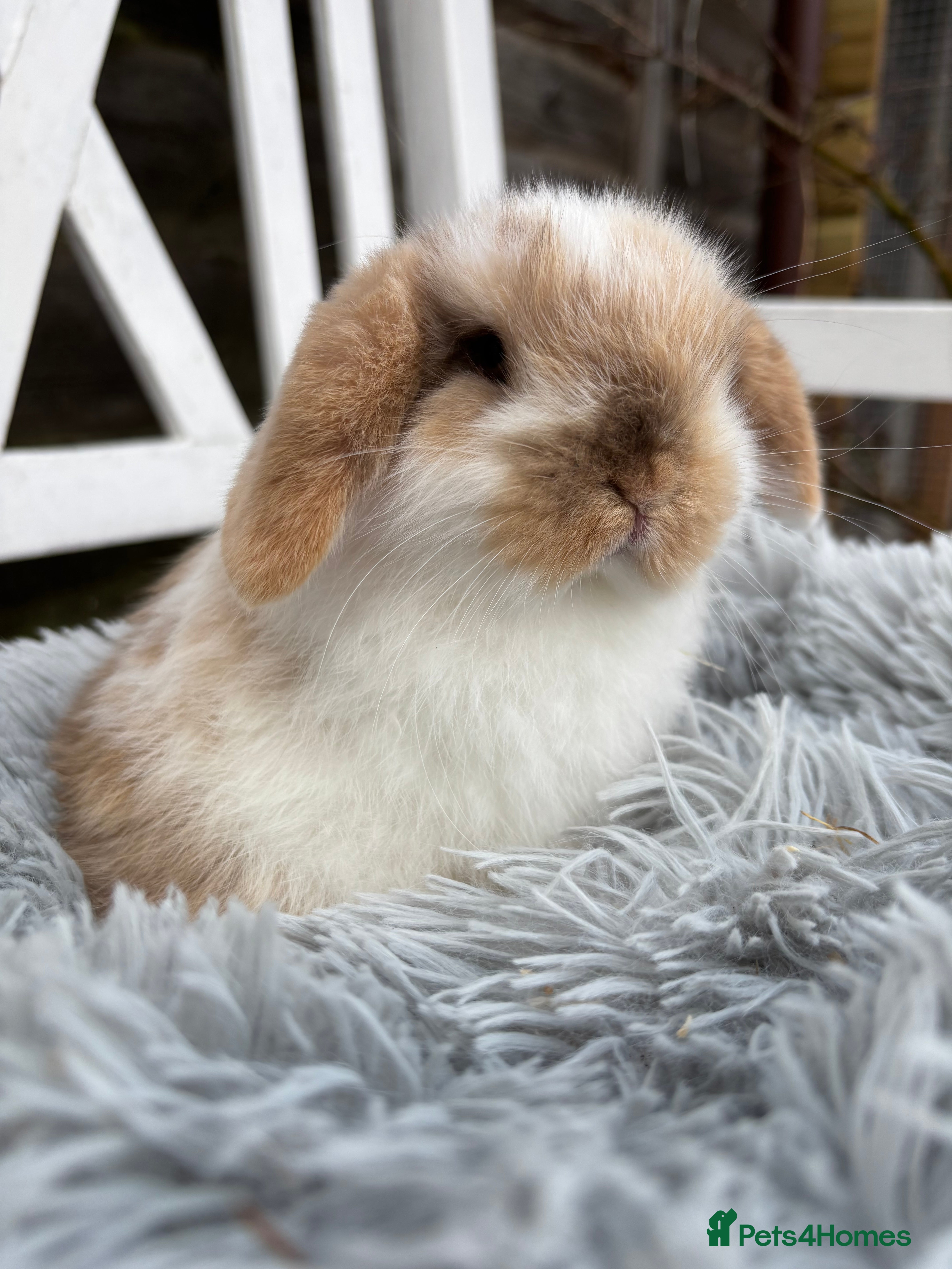 Mini Lop rabbits Gorgeous mini lop boy  - Advert 3
