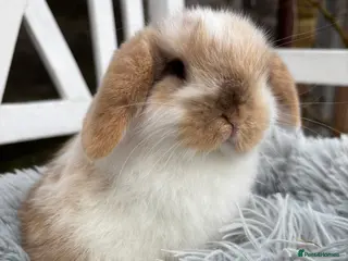 Mini Lop rabbits Gorgeous mini lop boy - Advert 3