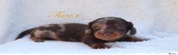 Miniature Dachshund dogs for sale: *LAST BOY * Long haired mini dachshunds😍 - Advert 15
