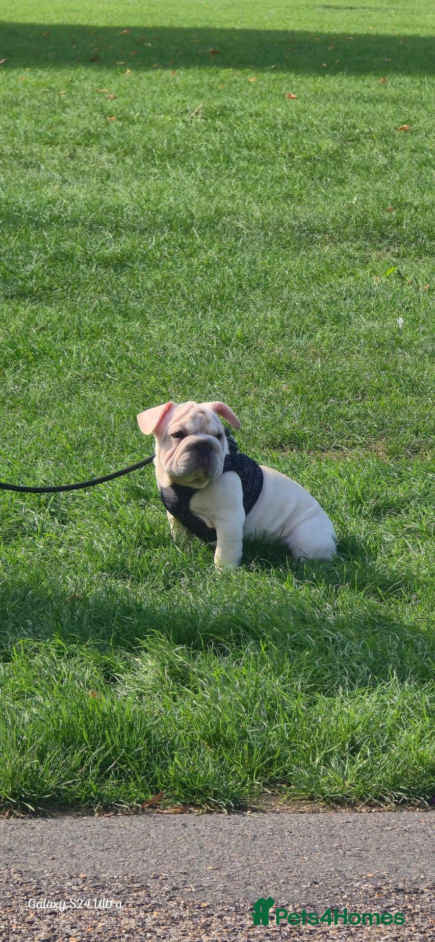 French Bulldog dogs French Bulldog  - Advert 10