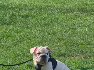French Bulldog dogs French Bulldog - Advert 10