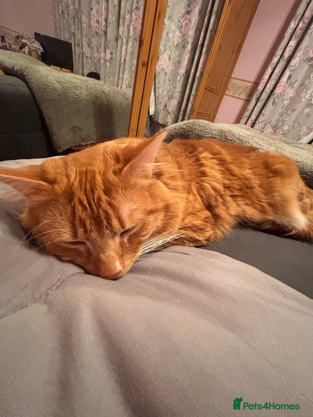 Domestic Shorthair cats for sale: Ginger male cat - Advert 4