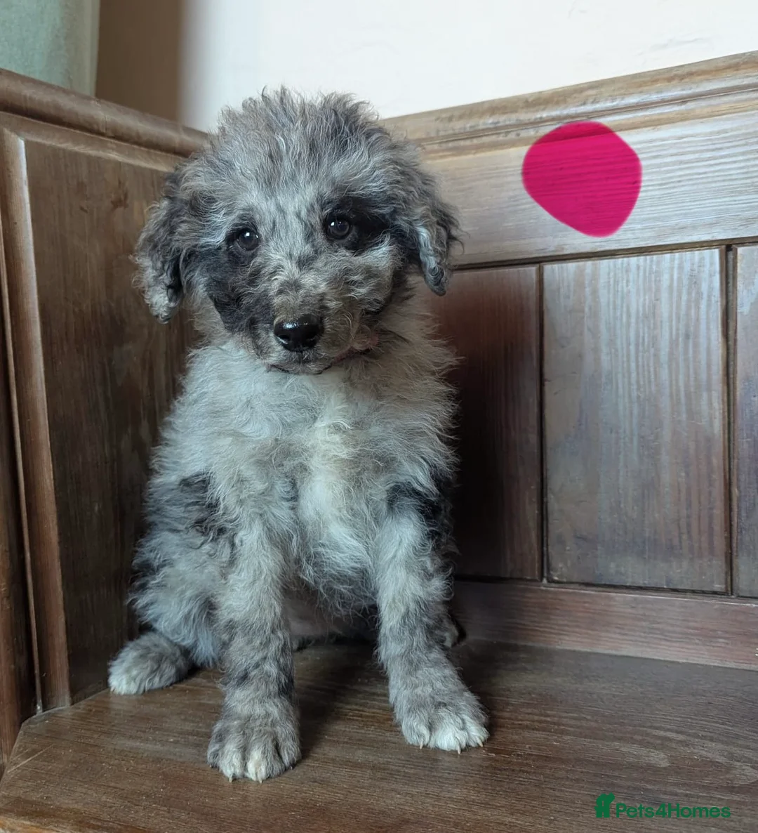 Bordoodle dogs for sale: Standard Bordoodle/Colliepoodle Puppies - Advert 10