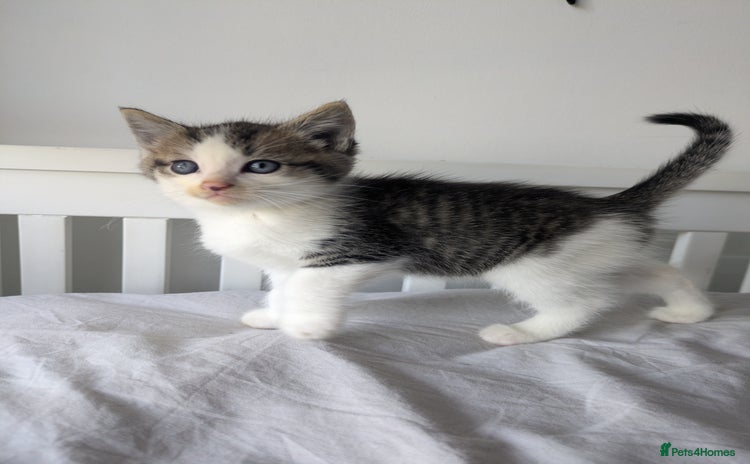 Mixed Breed cats - Advert 2