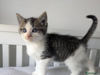 Mixed Breed cats - Advert 2