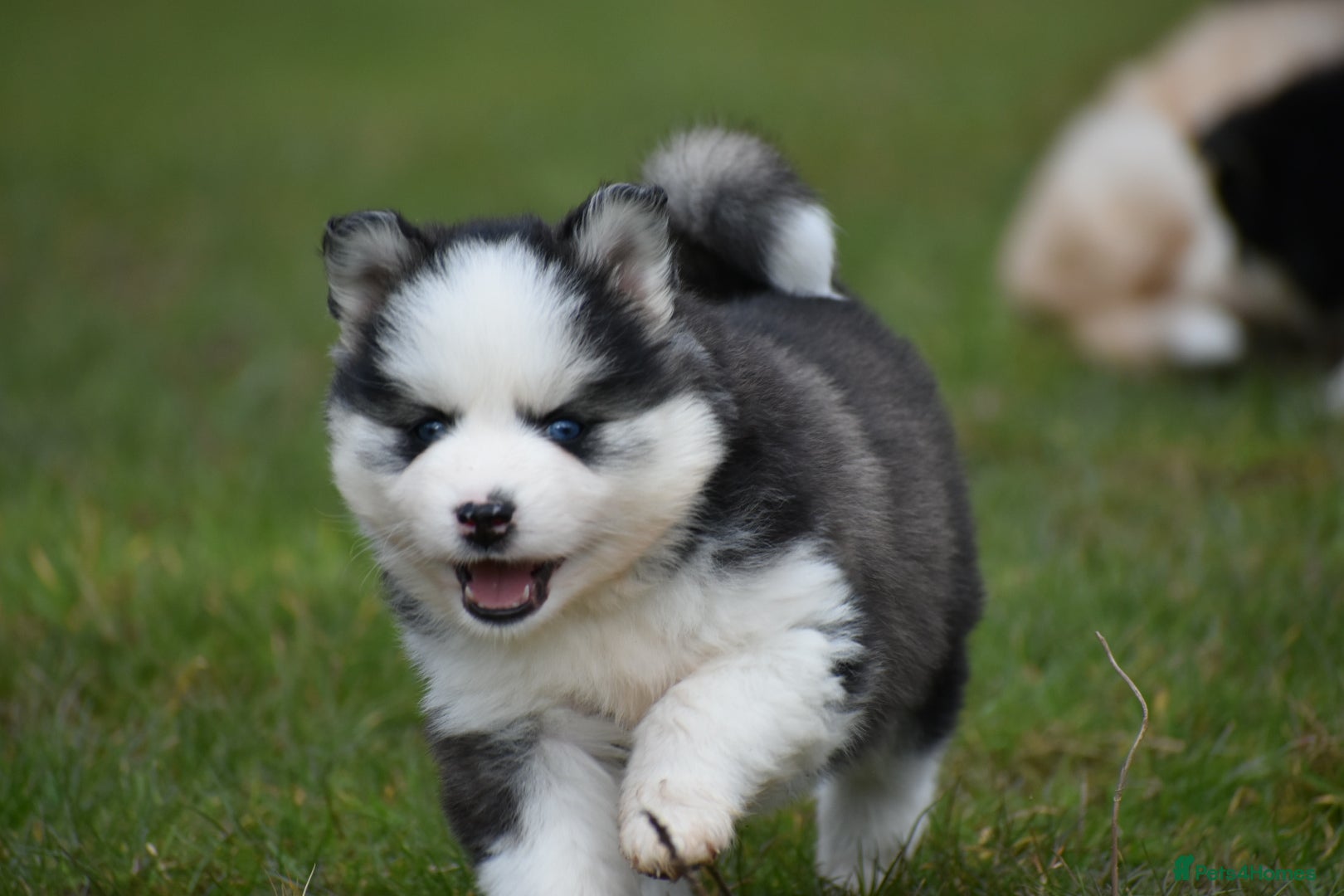 Pomsky dogs Genuine Pomsky puppies from health tested parents - Advert 1