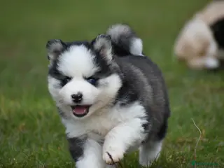 Pomsky dogs Genuine Pomsky puppies from health tested parents - Advert 1