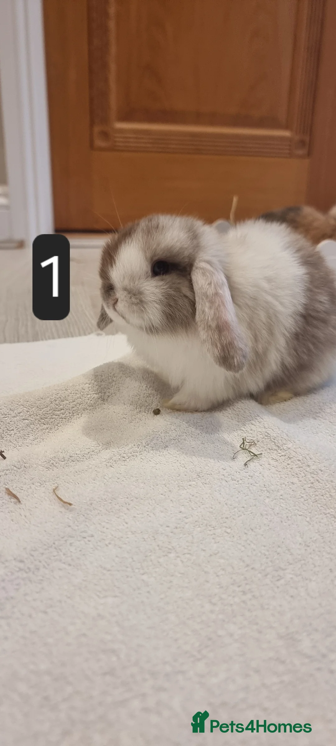 Mini Lop rabbits for sale: Adorable Purebred Mini Lop Bunnies - Advert 2