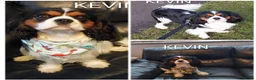 Cavalier King Charles Spaniel dogs for stud: CKCS STUD DOG/ DNA / CHAMPION LINES  - Advert 11