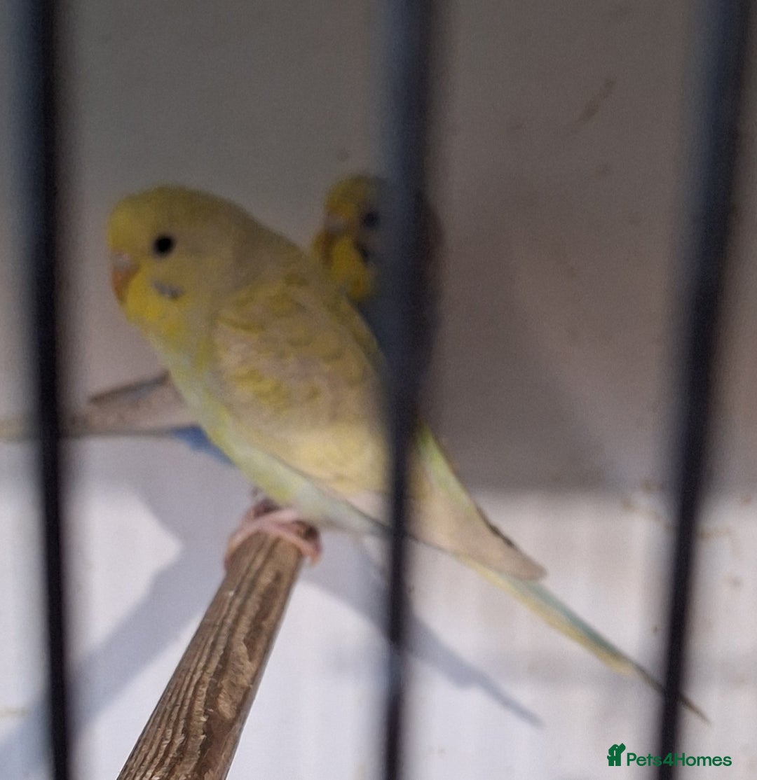 Budgerigars birds for sale: Budgies for sale ,  9 weeks +  - Advert 1