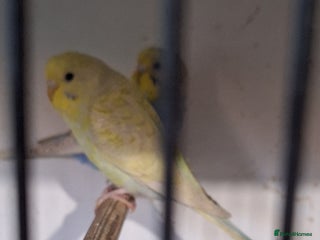 Budgerigars birds Budgies for sale , 9 weeks + - Advert 1