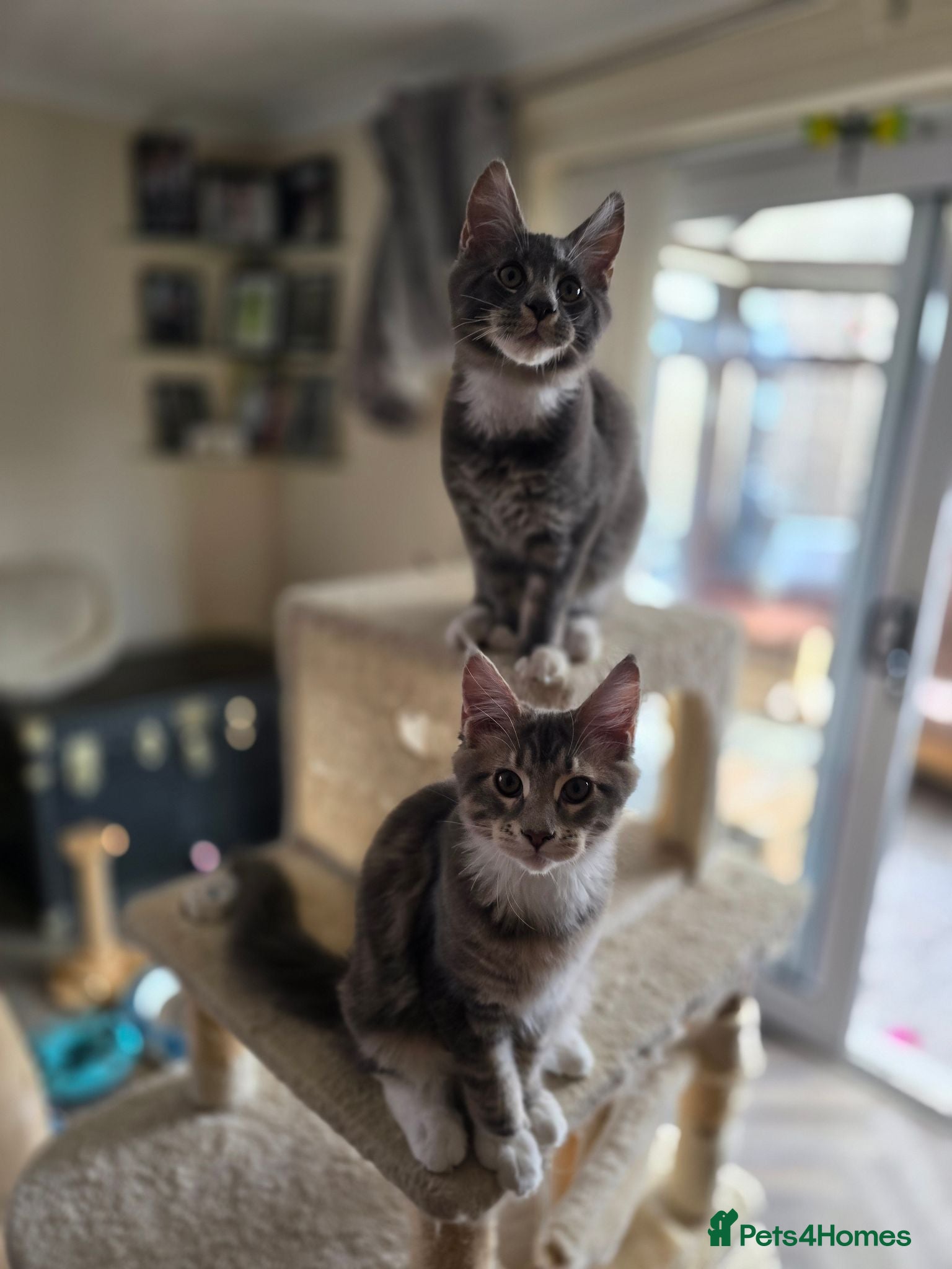 Maine Coon cats Ready Now Large Pedigree TICA Maine Coon Kittens - Advert 4