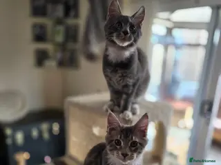 Maine Coon cats Ready Now Large Pedigree TICA Maine Coon Kittens - Advert 4