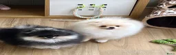 Pomeranian dogs for sale: Pom Puppies from Five Star breeder  - Advert 12