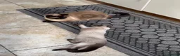 Ragdoll cats for sale: Ragdoll 4 months kitten  - Advert 4