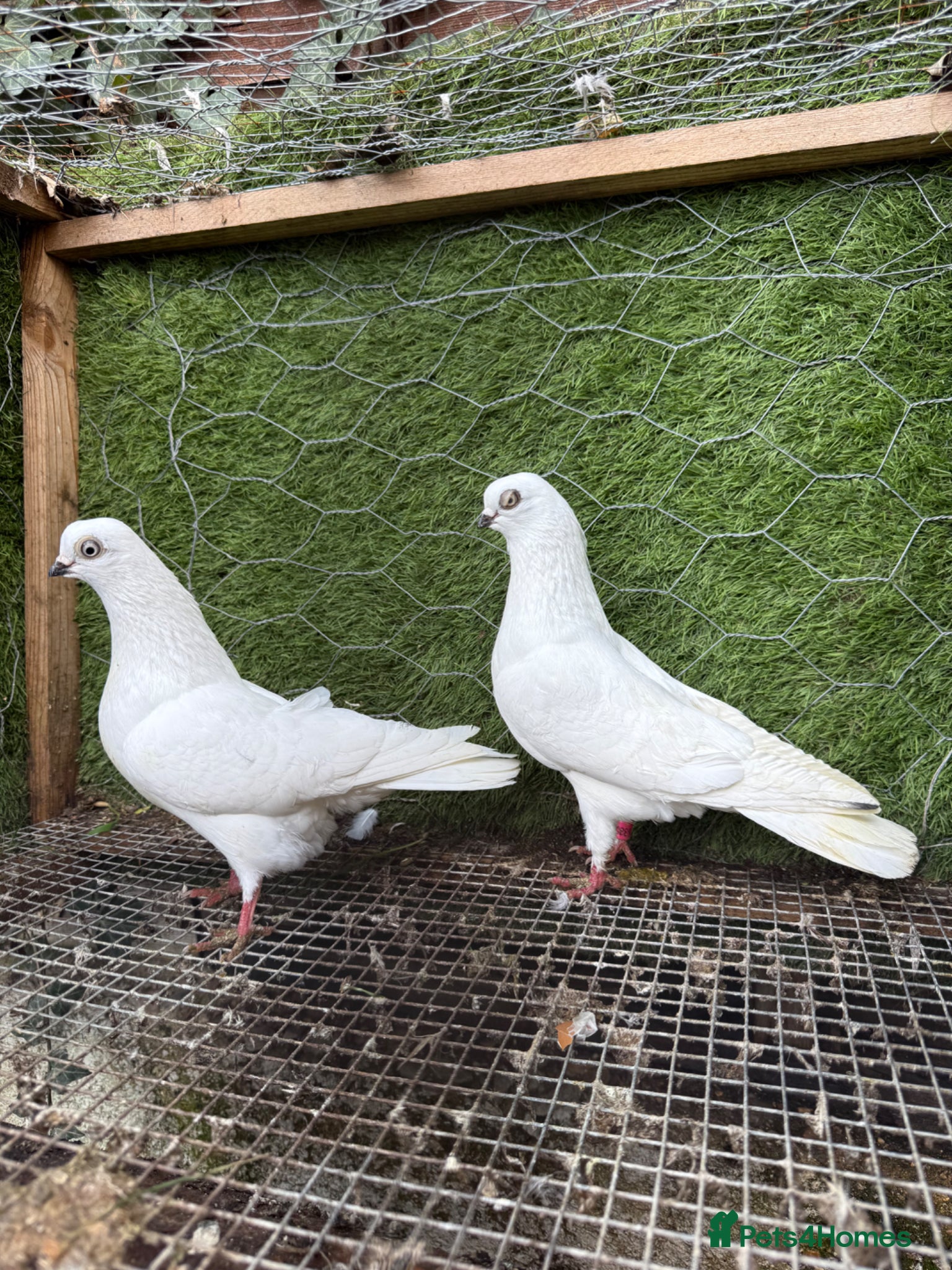 Pigeons birds Quality Homing Pigeons – Breeding Pairs Available - Advert 3