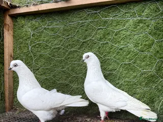 Pigeons birds Quality Homing Pigeons – Breeding Pairs Available - Advert 3