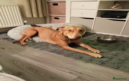 Mixed Breed dogs for sale: Gorgeous 1yr old male Cross - Advert 5