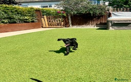 Labrador Retriever dogs for sale: Stunning litter of Black Labrador puppies  in Lydbury North - Image 19
