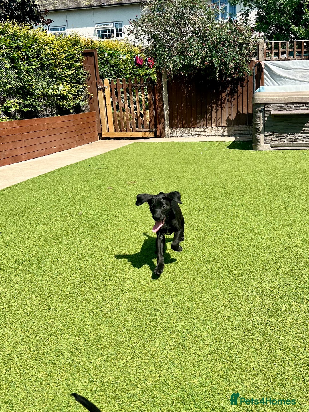 Labrador Retriever dogs for sale: Stunning litter of Black Labrador puppies  in Lydbury North - Image 19
