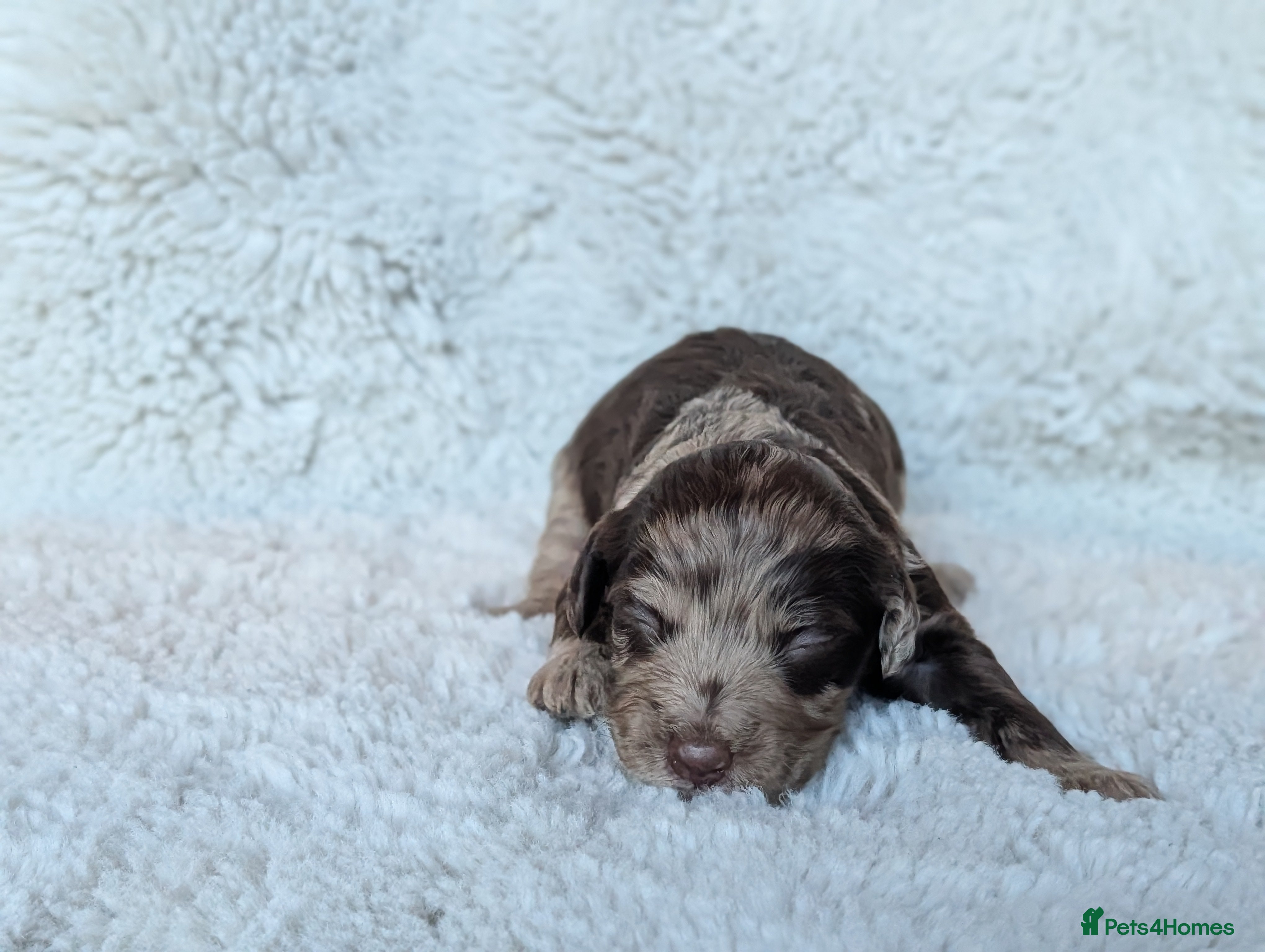 Cockapoo dogs PRA clear. Merle, Chocolate, Golden Cockapoo pups - Advert 4