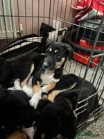 Mixed Breed dogs - Advert 7