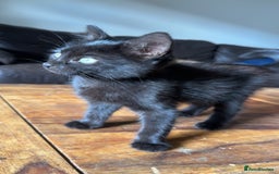 Mixed Breed cats for sale: Mixed breed kitten  - Image 3