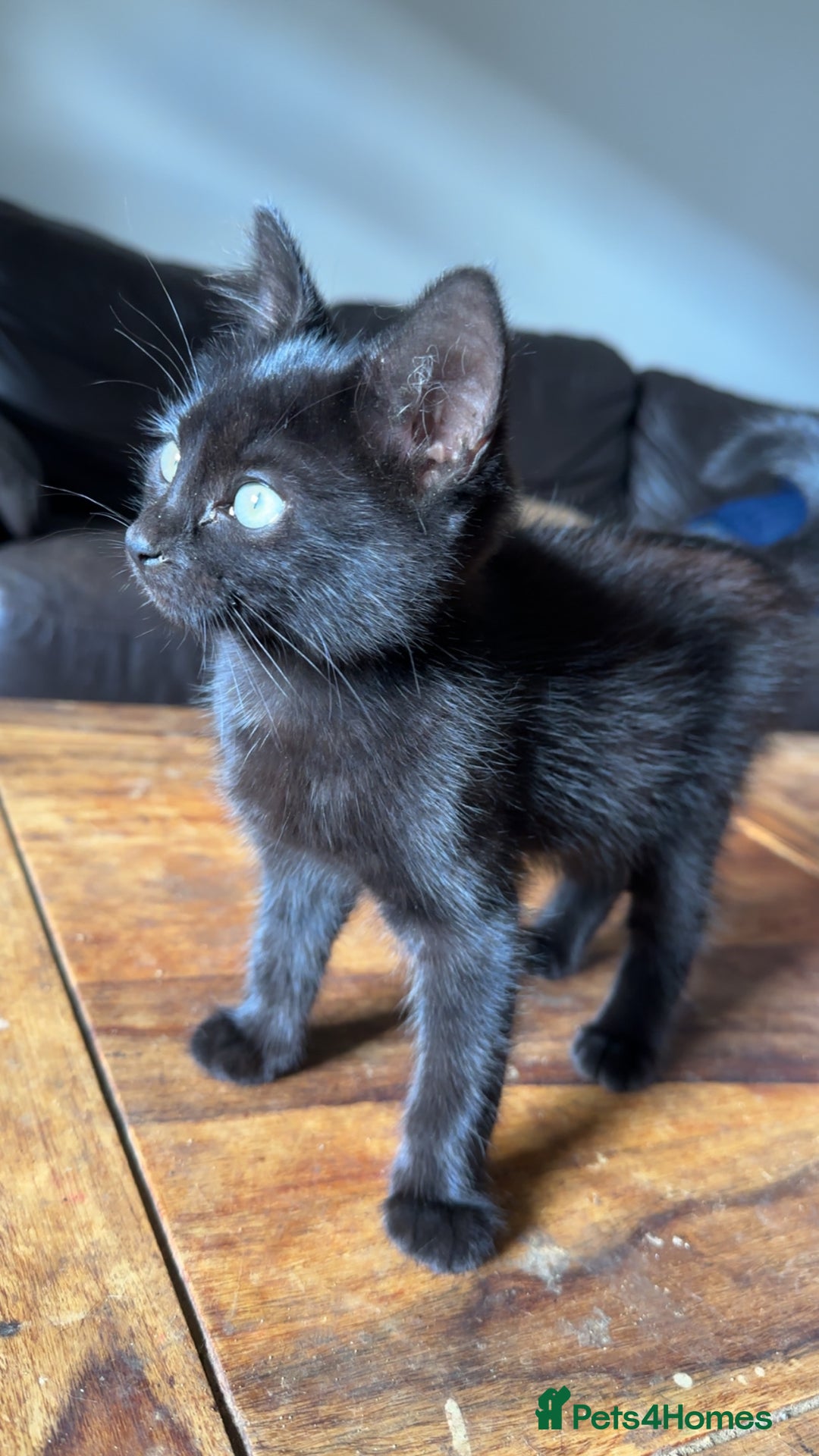 Mixed Breed cats for sale: Mixed breed kitten  - Image 3