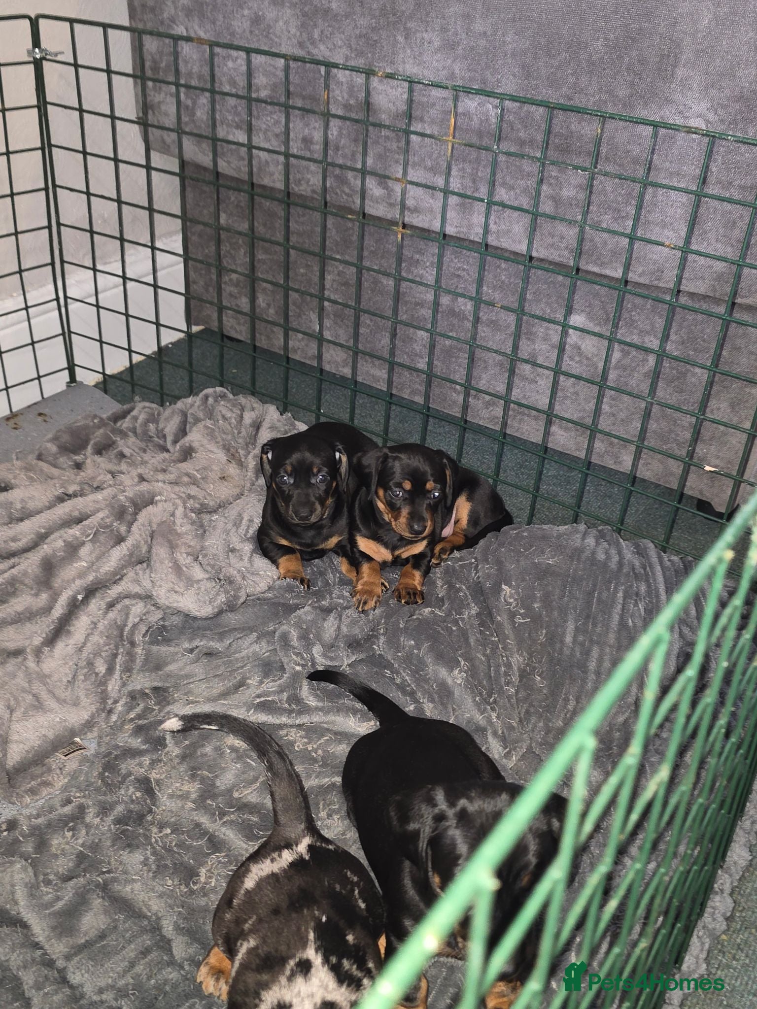 Dachshund dogs 2 mini daschund left ready to leave 4/9/26 - Advert 1