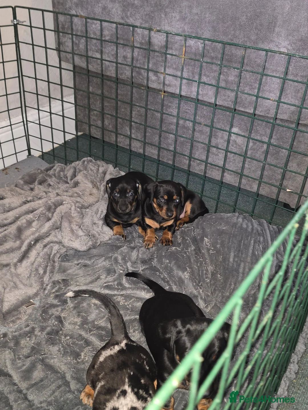 Dachshund dogs for sale: 2 mini daschund left ready to leave 4/9/26 in Bacup - Advert 1