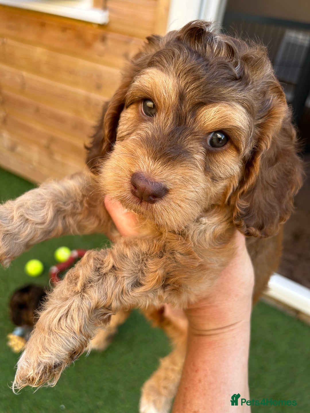 Toy Poodle dogs for stud: EXTENSIVELY HEALTH TESTED TOY POODLE STUD TYSON🌹 in Sheerness - Advert 31