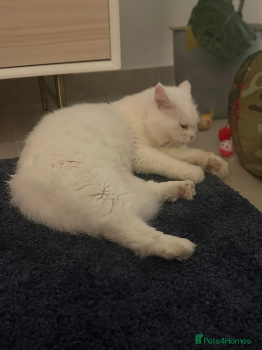 Mixed Breed cats for adoption: MYKO- MIX PERSIAN INDOOR HEALTHY NEUTERED BOY CALM - Advert 4