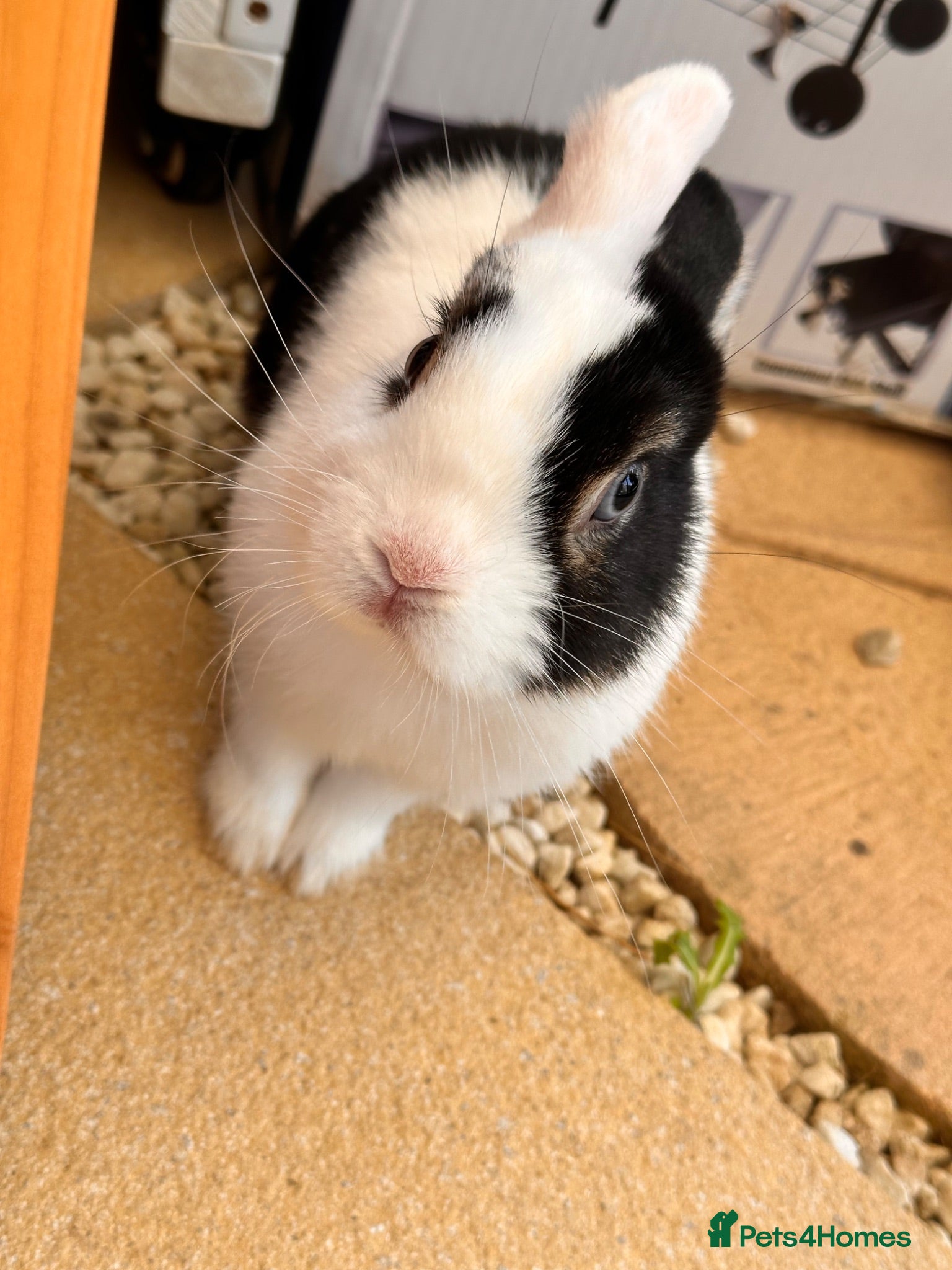 Netherland Dwarf rabbits Sweet Original Netherland Dwarf £25 last price   - Advert 16