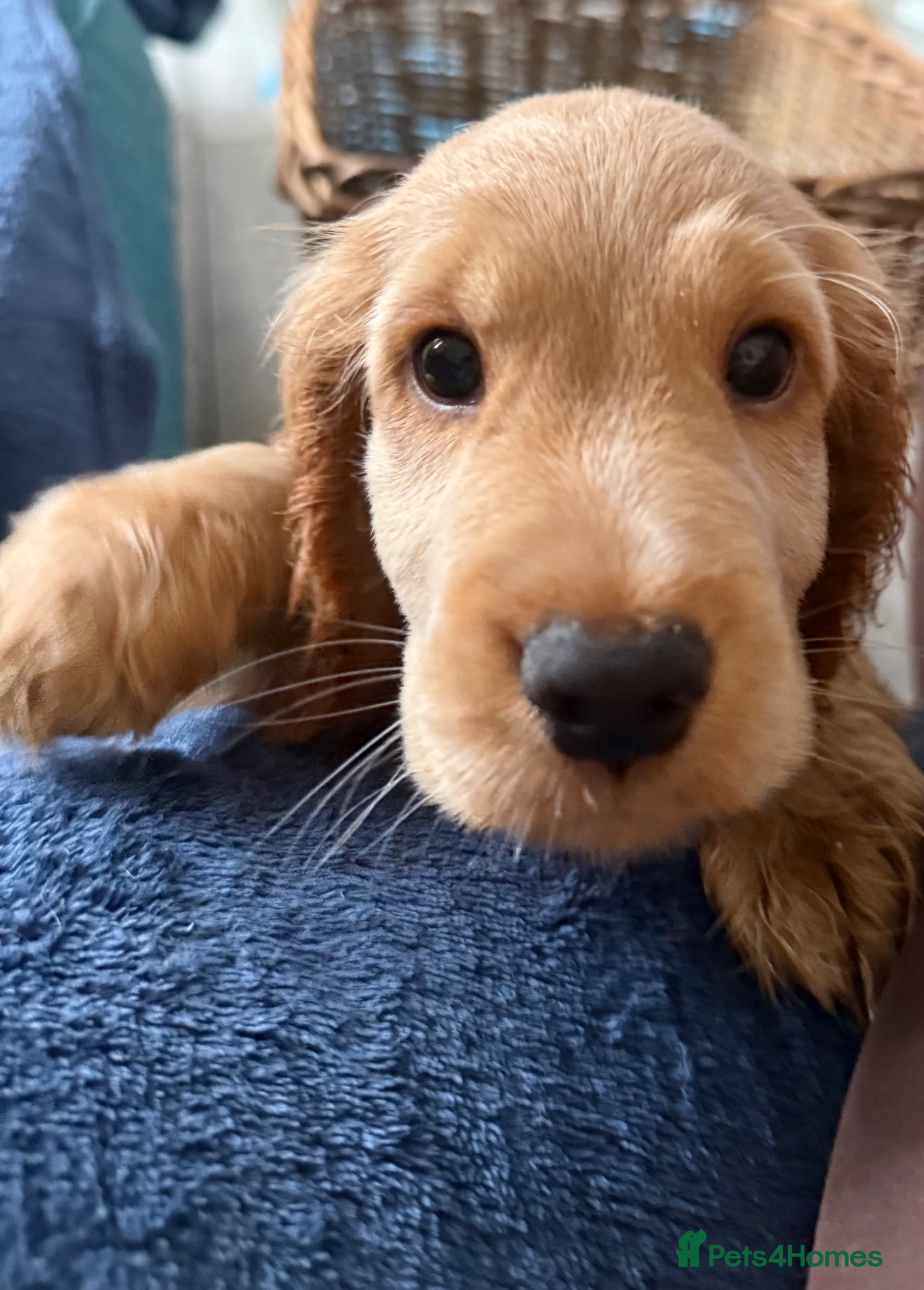 Cocker Spaniel dogs Last KC Golden Show Cocker Spaniel Boy Puppies - Advert 2