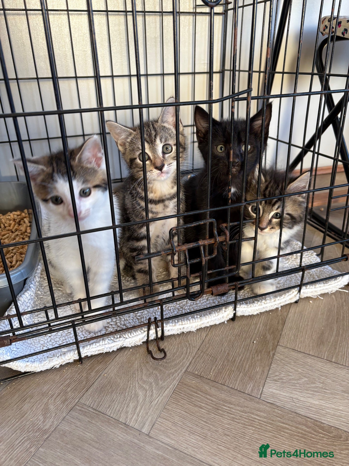 Domestic Shorthair cats Tabby kittens  - Advert 7